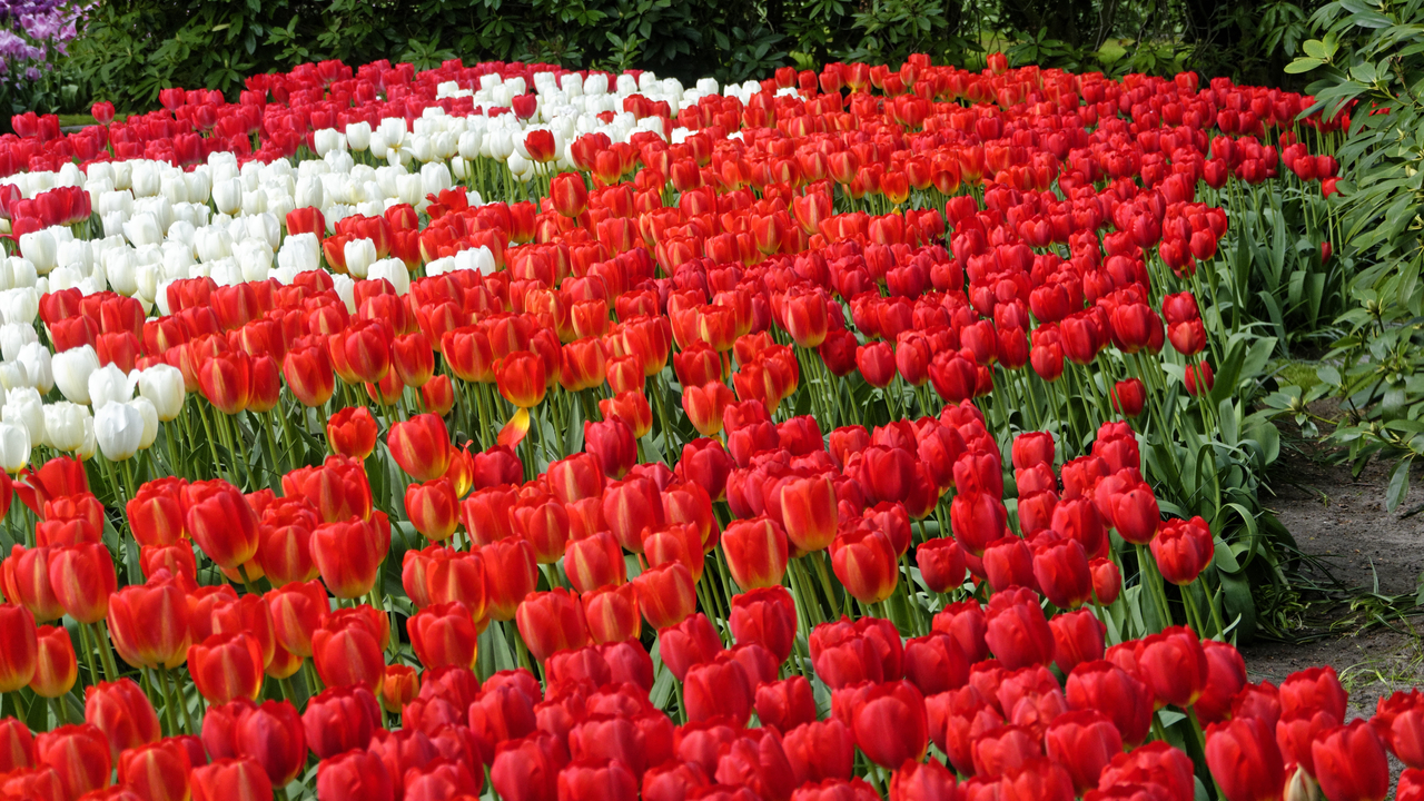 20140423 101530 Keukenhof Gardens, Lisse, South Holland, Netherlands